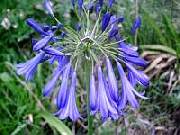 Agapanthus Dutch Giant